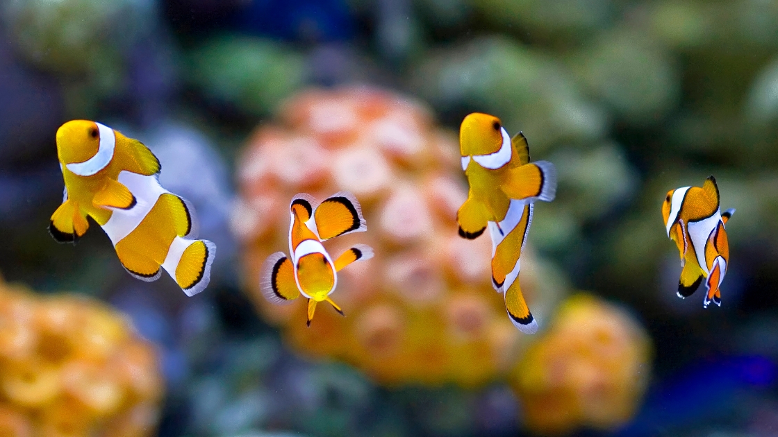 LUMOKE_Peixe vivo.jpg